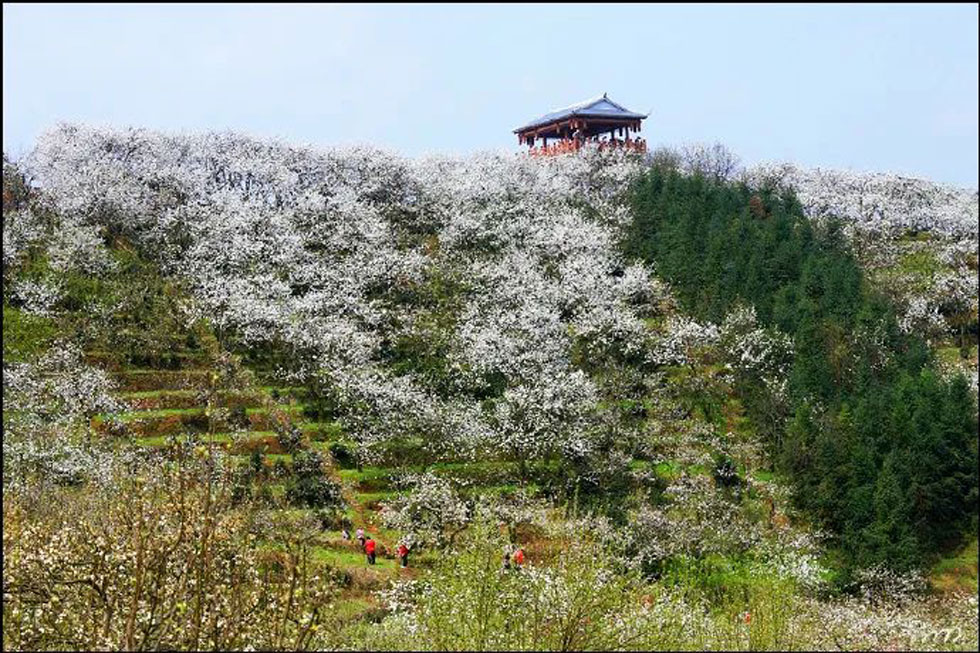 【春天，广西桂林灌阳县向您发出邀请！】我们在灌阳看梨花 - 游山玩水 - 沈阳生活社区 - 沈阳28生活网 sy.28life.net