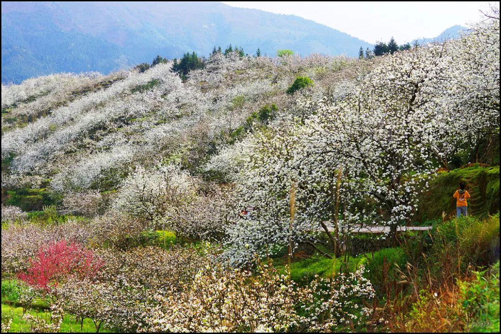 【春天，广西桂林灌阳县向您发出邀请！】我们在灌阳看梨花 - 游山玩水 - 沈阳生活社区 - 沈阳28生活网 sy.28life.net