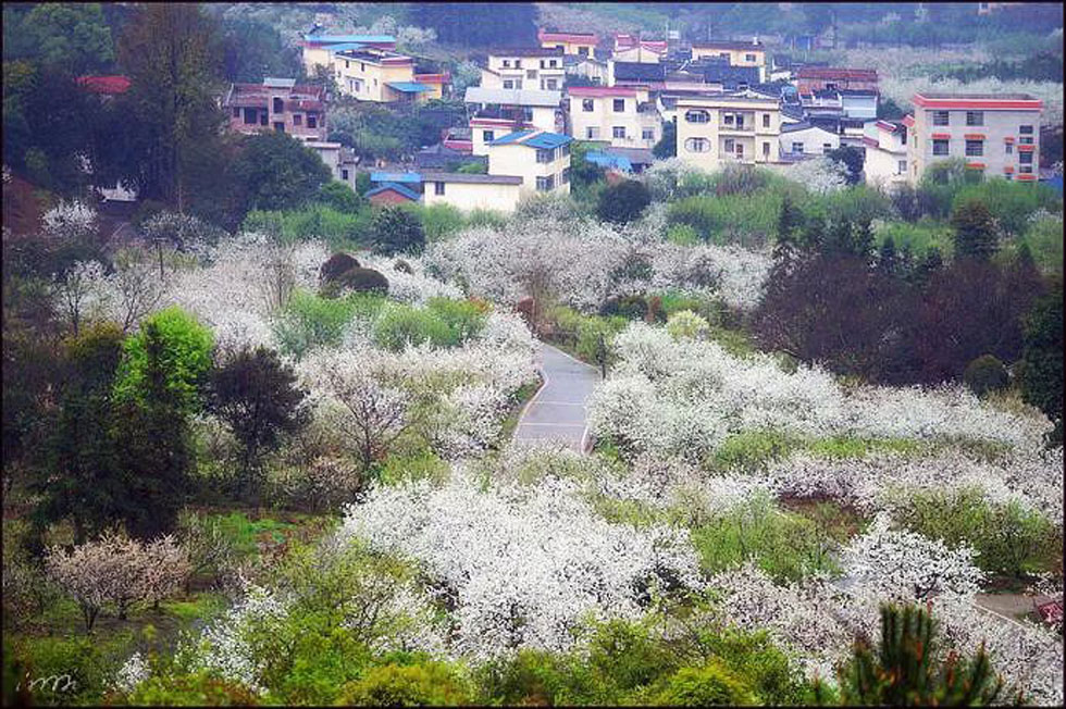 【春天，广西桂林灌阳县向您发出邀请！】我们在灌阳看梨花 - 游山玩水 - 沈阳生活社区 - 沈阳28生活网 sy.28life.net