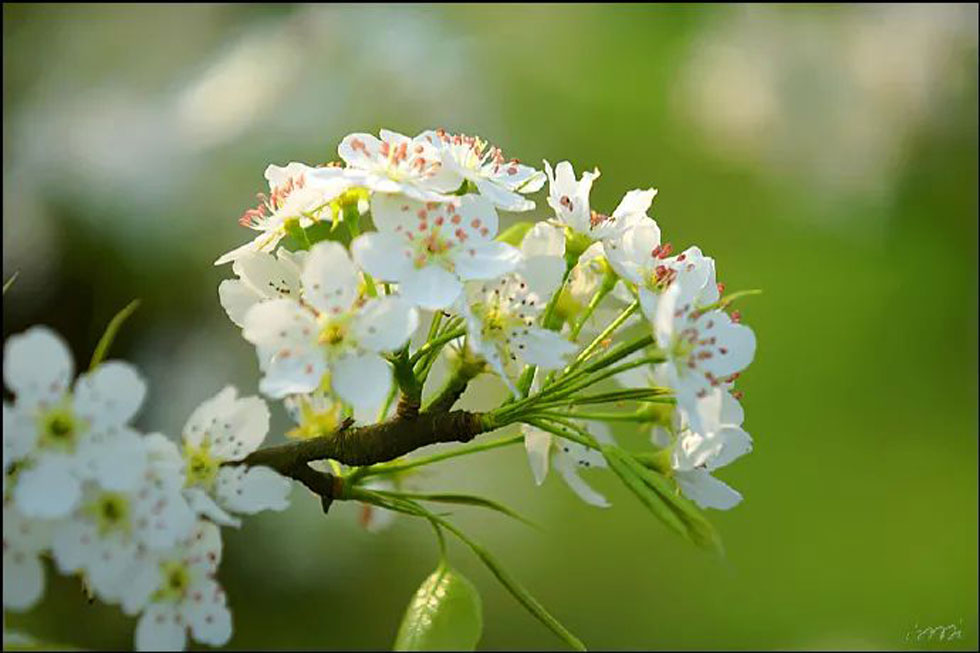 【春天，广西桂林灌阳县向您发出邀请！】我们在灌阳看梨花 - 游山玩水 - 沈阳生活社区 - 沈阳28生活网 sy.28life.net