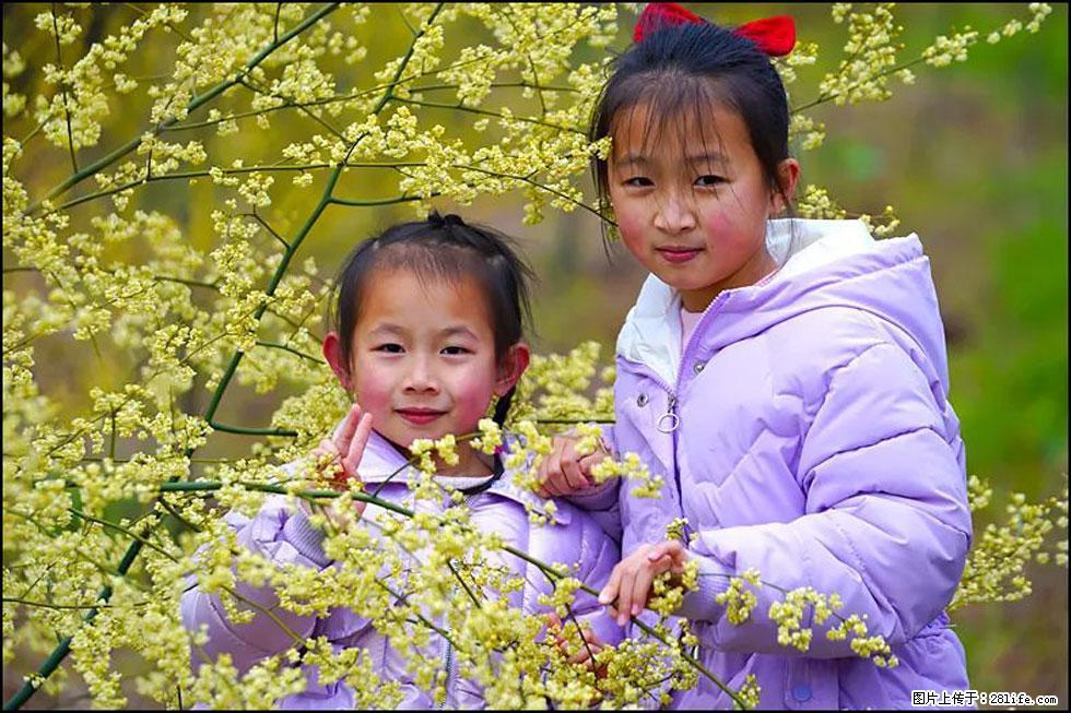【春天，广西桂林灌阳县向您发出邀请！】米珠山前有片山苍子花在飘香 - 游山玩水 - 沈阳生活社区 - 沈阳28生活网 sy.28life.net