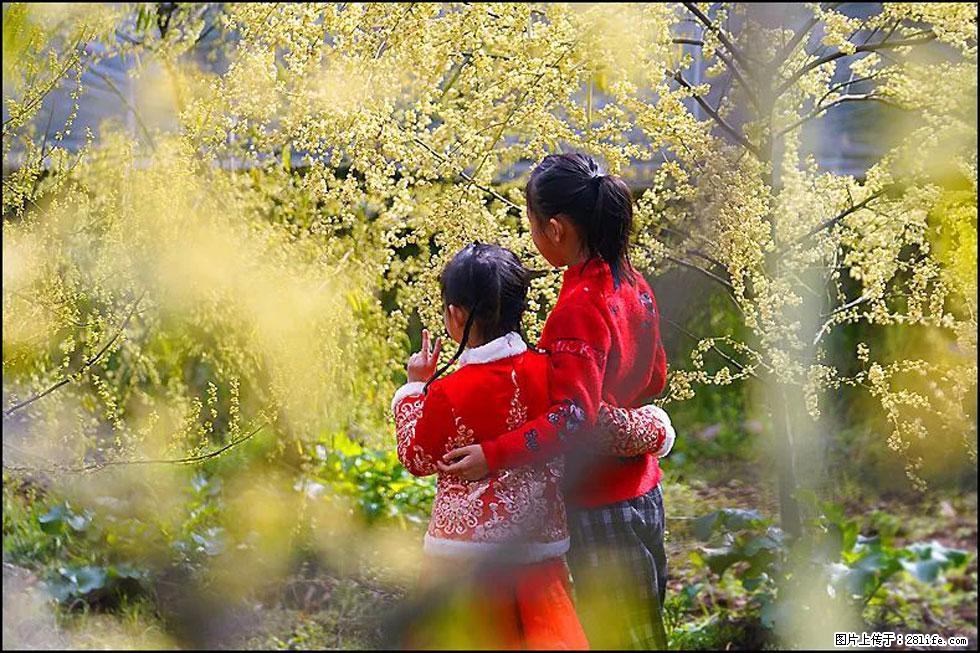 【春天，广西桂林灌阳县向您发出邀请！】米珠山前有片山苍子花在飘香 - 游山玩水 - 沈阳生活社区 - 沈阳28生活网 sy.28life.net