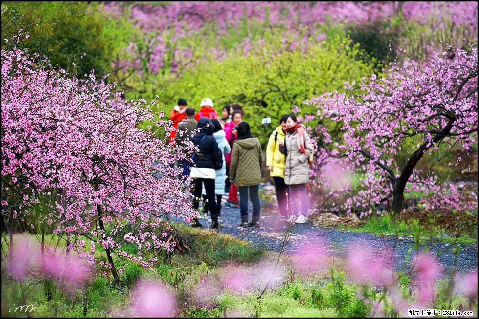 【春天，广西桂林灌阳县向您发出邀请！】官庄村有个醉美的桃花园 - 游山玩水 - 沈阳生活社区 - 沈阳28生活网 sy.28life.net