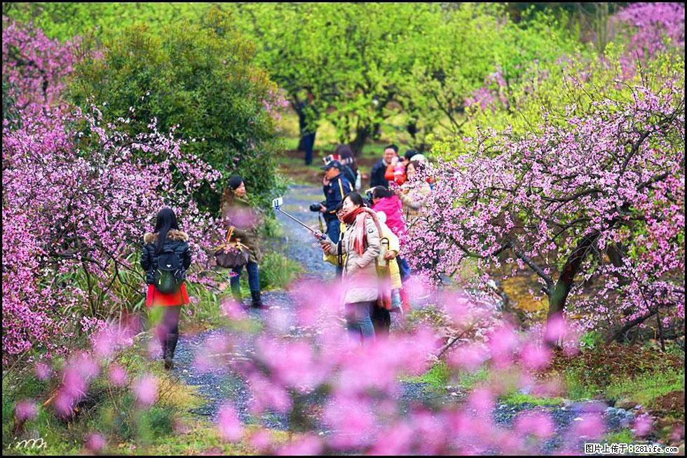 【春天，广西桂林灌阳县向您发出邀请！】官庄村有个醉美的桃花园 - 游山玩水 - 沈阳生活社区 - 沈阳28生活网 sy.28life.net