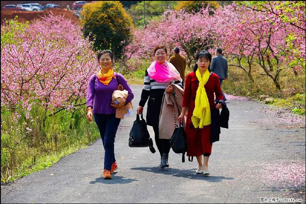 【春天，广西桂林灌阳县向您发出邀请！】官庄村有个醉美的桃花园 - 游山玩水 - 沈阳生活社区 - 沈阳28生活网 sy.28life.net