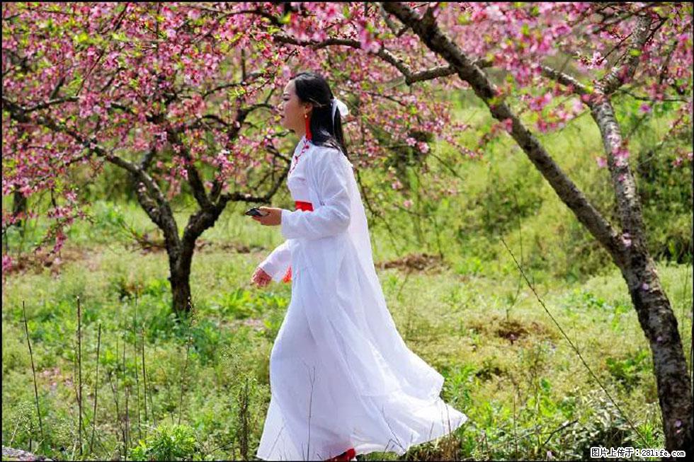 【春天，广西桂林灌阳县向您发出邀请！】官庄村有个醉美的桃花园 - 游山玩水 - 沈阳生活社区 - 沈阳28生活网 sy.28life.net