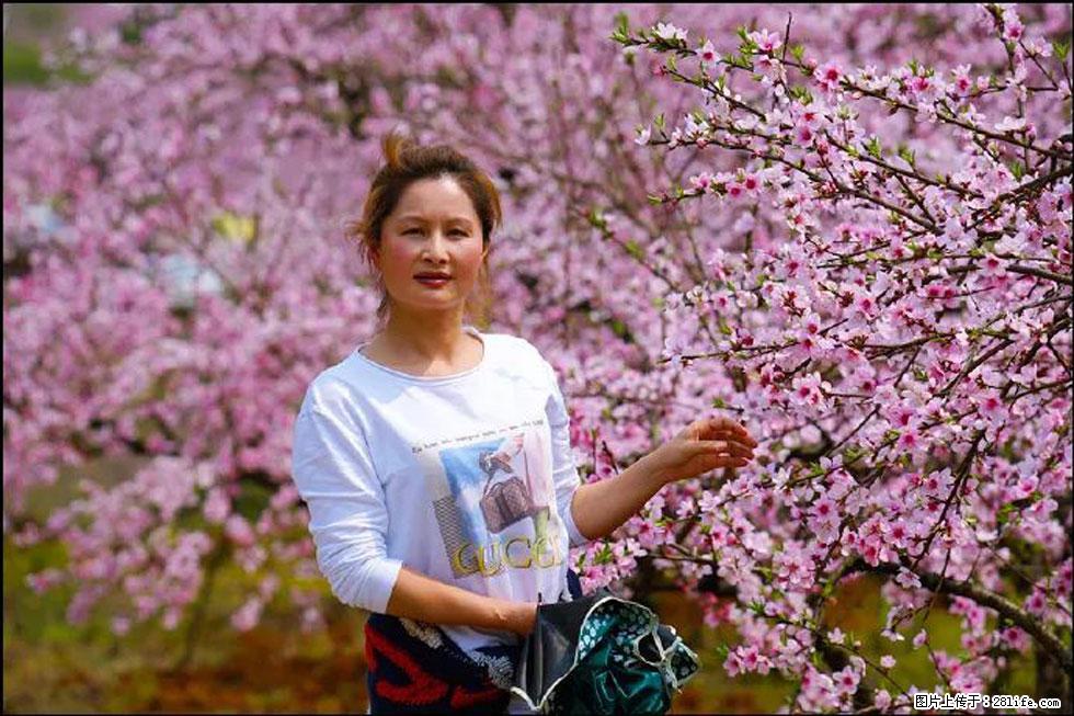 【春天，广西桂林灌阳县向您发出邀请！】官庄村有个醉美的桃花园 - 游山玩水 - 沈阳生活社区 - 沈阳28生活网 sy.28life.net