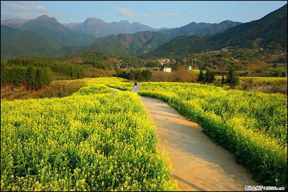 【春天，广西桂林灌阳县向您发出邀请！】长坪村油菜盛情花开 - 游山玩水 - 沈阳生活社区 - 沈阳28生活网 sy.28life.net