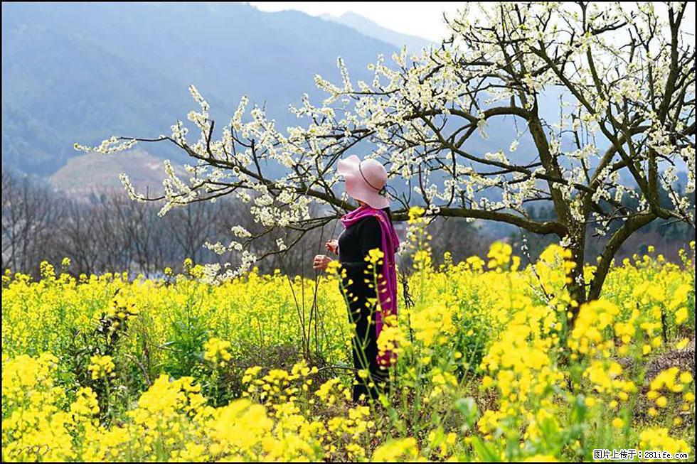 【春天，广西桂林灌阳县向您发出邀请！】长坪村油菜盛情花开 - 游山玩水 - 沈阳生活社区 - 沈阳28生活网 sy.28life.net