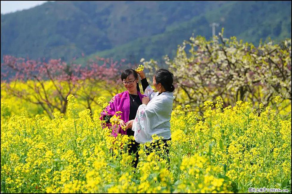 【春天，广西桂林灌阳县向您发出邀请！】长坪村油菜盛情花开 - 游山玩水 - 沈阳生活社区 - 沈阳28生活网 sy.28life.net