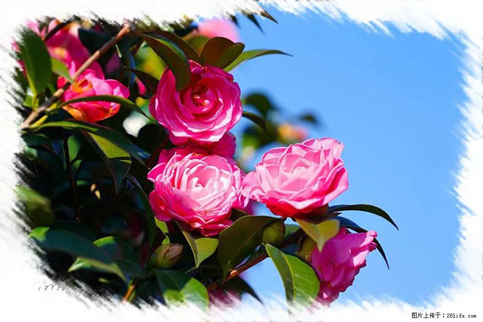 【春天，广西桂林灌阳县向您发出邀请！】杨柳井茶花惹人爱 - 游山玩水 - 沈阳生活社区 - 沈阳28生活网 sy.28life.net