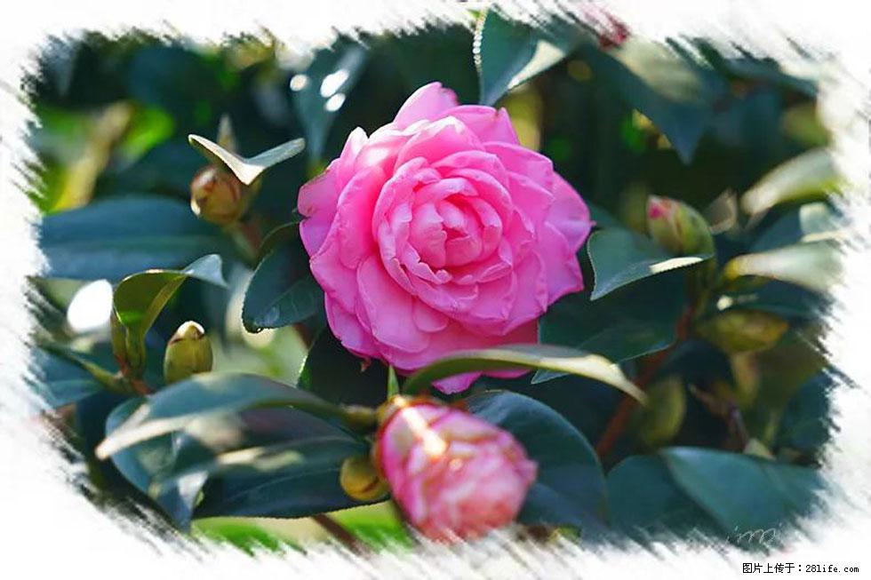 【春天，广西桂林灌阳县向您发出邀请！】杨柳井茶花惹人爱 - 游山玩水 - 沈阳生活社区 - 沈阳28生活网 sy.28life.net