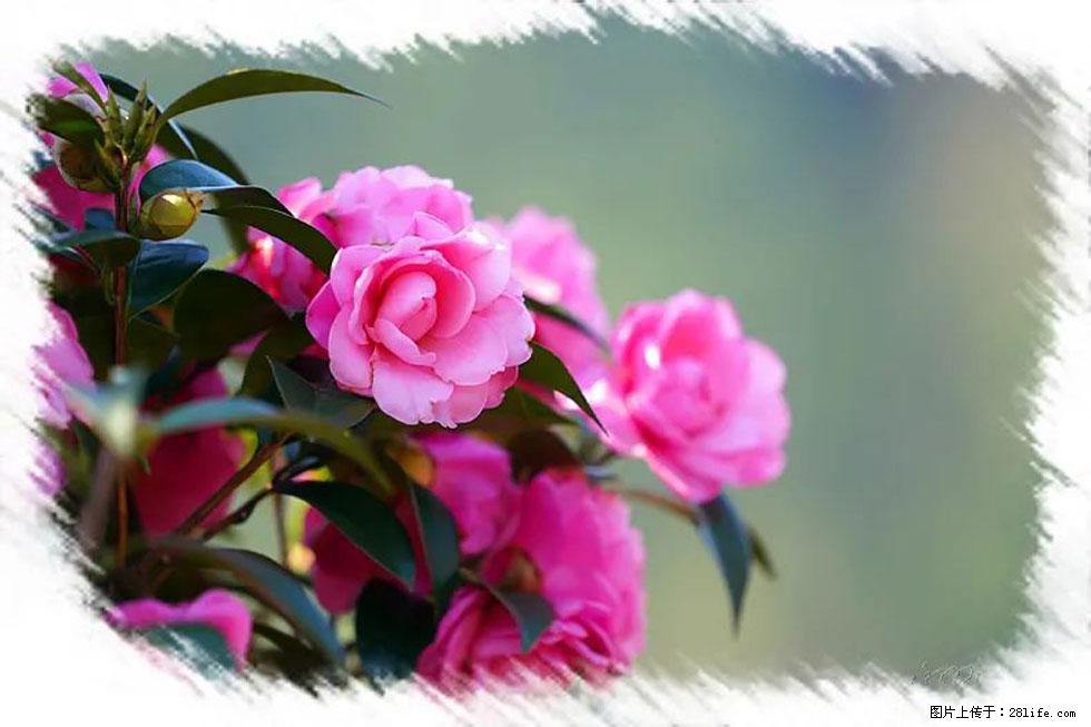 【春天，广西桂林灌阳县向您发出邀请！】杨柳井茶花惹人爱 - 游山玩水 - 沈阳生活社区 - 沈阳28生活网 sy.28life.net