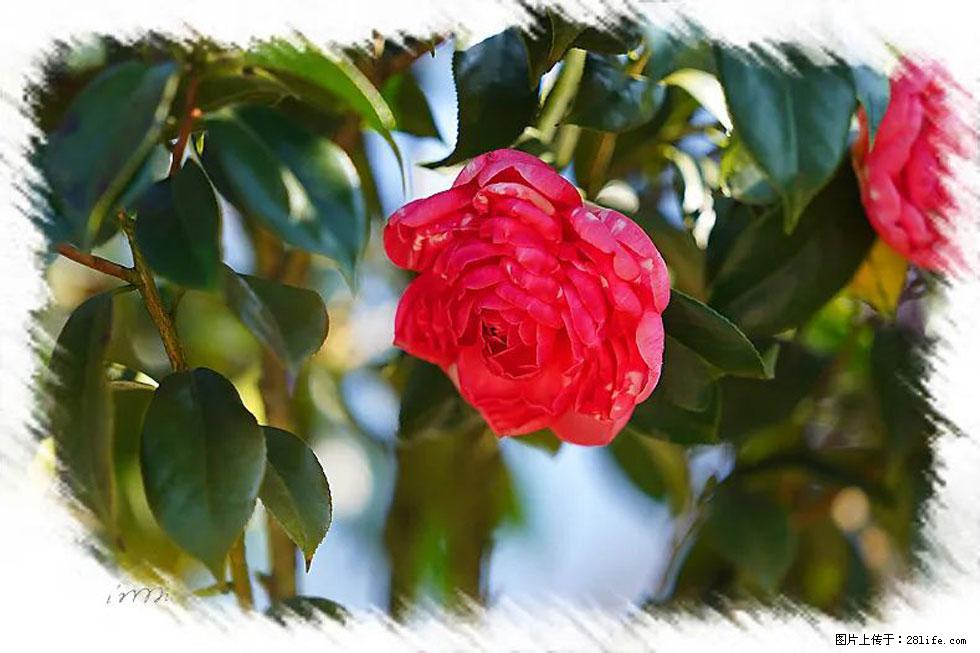 【春天，广西桂林灌阳县向您发出邀请！】杨柳井茶花惹人爱 - 游山玩水 - 沈阳生活社区 - 沈阳28生活网 sy.28life.net