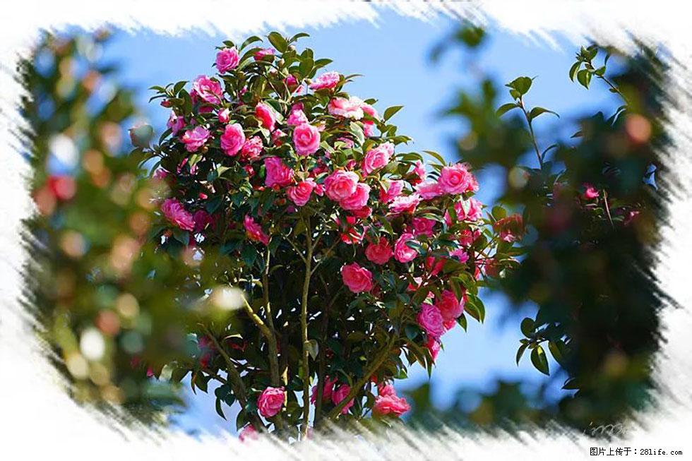 【春天，广西桂林灌阳县向您发出邀请！】杨柳井茶花惹人爱 - 游山玩水 - 沈阳生活社区 - 沈阳28生活网 sy.28life.net