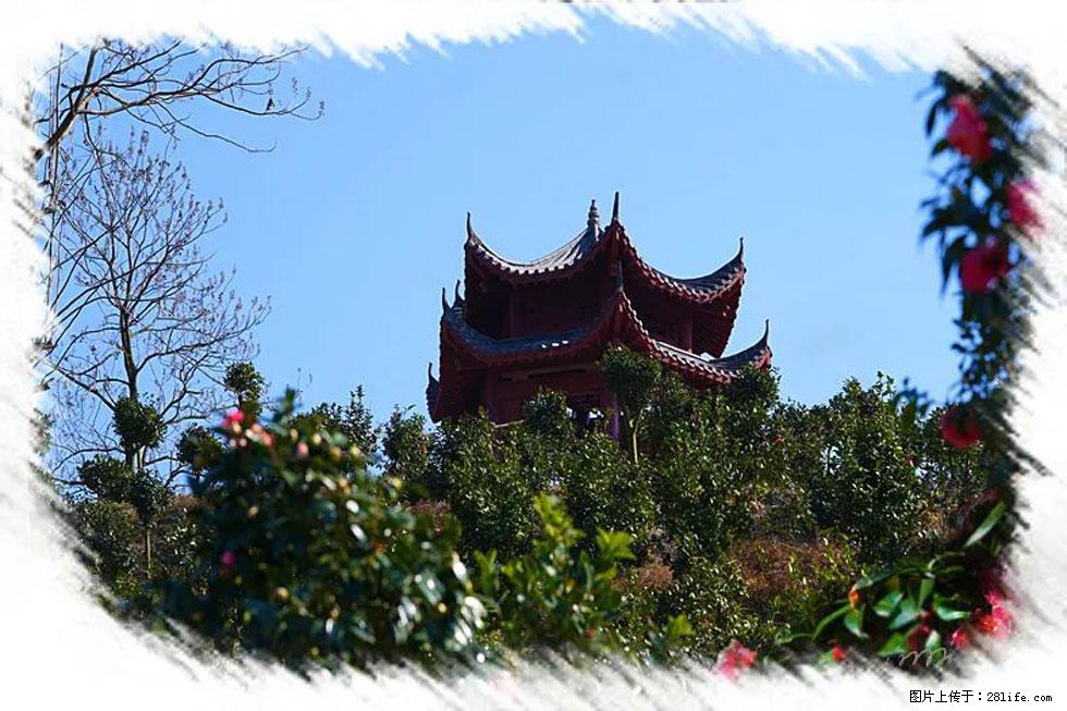【春天，广西桂林灌阳县向您发出邀请！】杨柳井茶花惹人爱 - 游山玩水 - 沈阳生活社区 - 沈阳28生活网 sy.28life.net
