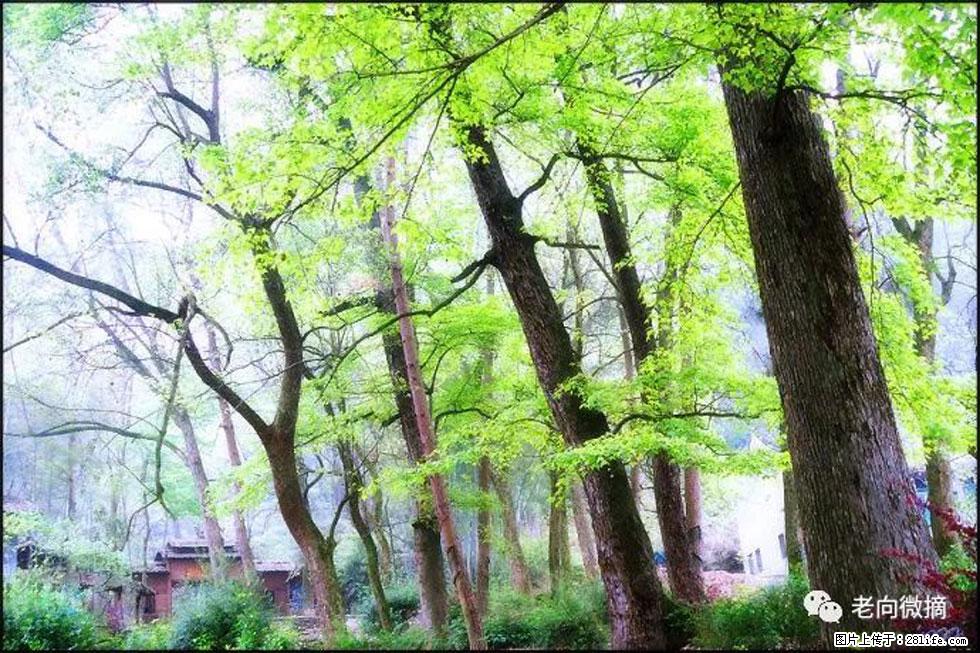 【春天，广西桂林灌阳县向您发出邀请！】在小龙村与春天约会 - 游山玩水 - 沈阳生活社区 - 沈阳28生活网 sy.28life.net