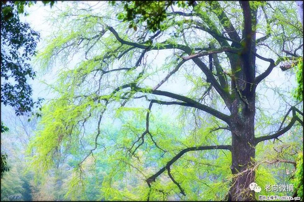 【春天，广西桂林灌阳县向您发出邀请！】在小龙村与春天约会 - 游山玩水 - 沈阳生活社区 - 沈阳28生活网 sy.28life.net