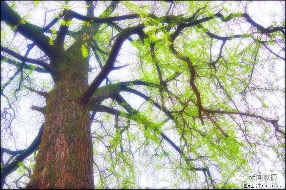 【春天，广西桂林灌阳县向您发出邀请！】在小龙村与春天约会 - 游山玩水 - 沈阳生活社区 - 沈阳28生活网 sy.28life.net