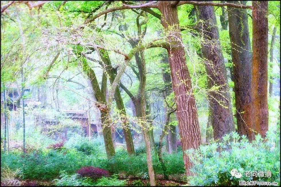 【春天，广西桂林灌阳县向您发出邀请！】在小龙村与春天约会 - 游山玩水 - 沈阳生活社区 - 沈阳28生活网 sy.28life.net