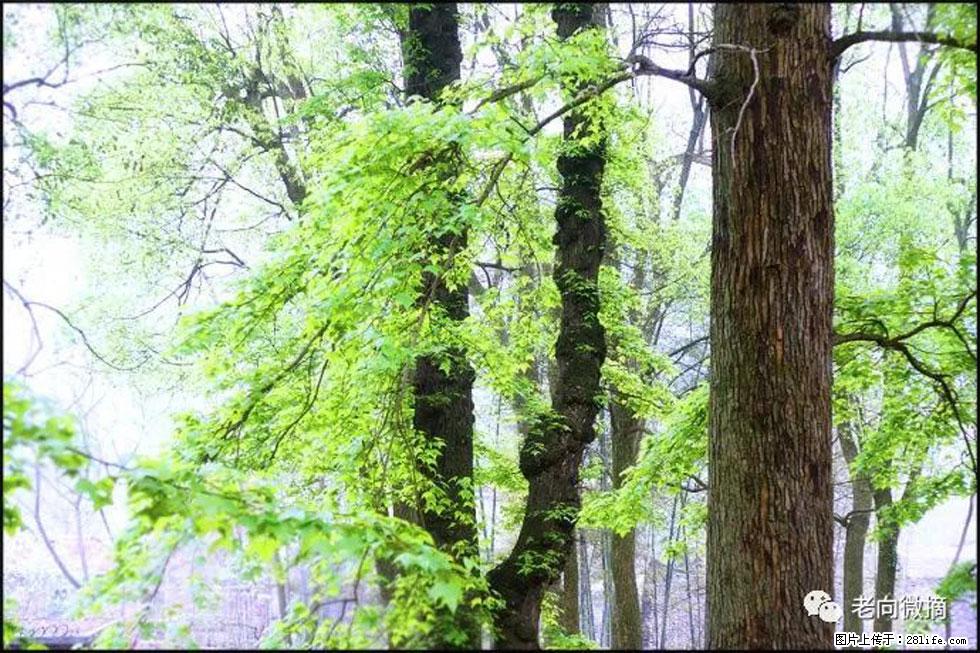 【春天，广西桂林灌阳县向您发出邀请！】在小龙村与春天约会 - 游山玩水 - 沈阳生活社区 - 沈阳28生活网 sy.28life.net