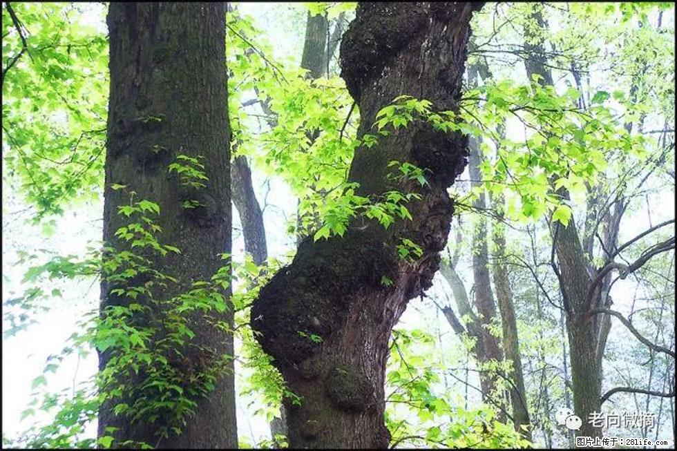 【春天，广西桂林灌阳县向您发出邀请！】在小龙村与春天约会 - 游山玩水 - 沈阳生活社区 - 沈阳28生活网 sy.28life.net