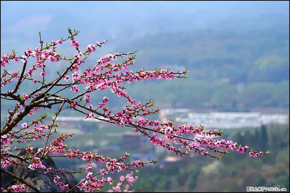 【春天，广西桂林灌阳县向您发出邀请！】望月岭上桃花开 - 游山玩水 - 沈阳生活社区 - 沈阳28生活网 sy.28life.net