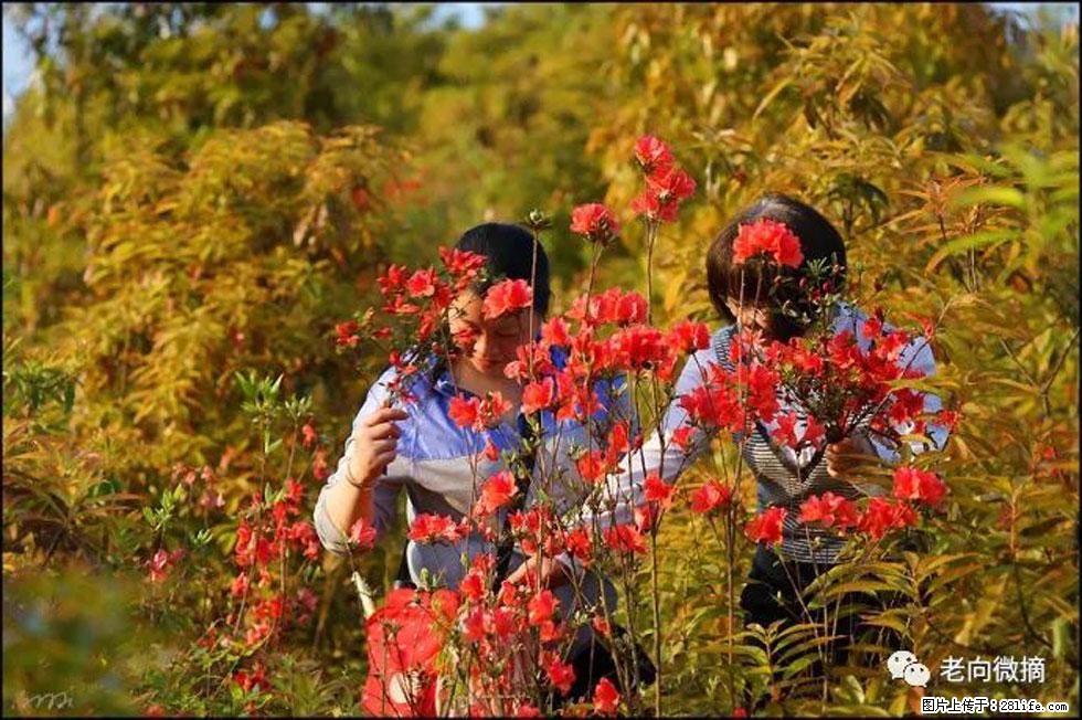 【春天，广西桂林灌阳县向您发出邀请！】登麒麟山，相约映山红 - 游山玩水 - 沈阳生活社区 - 沈阳28生活网 sy.28life.net
