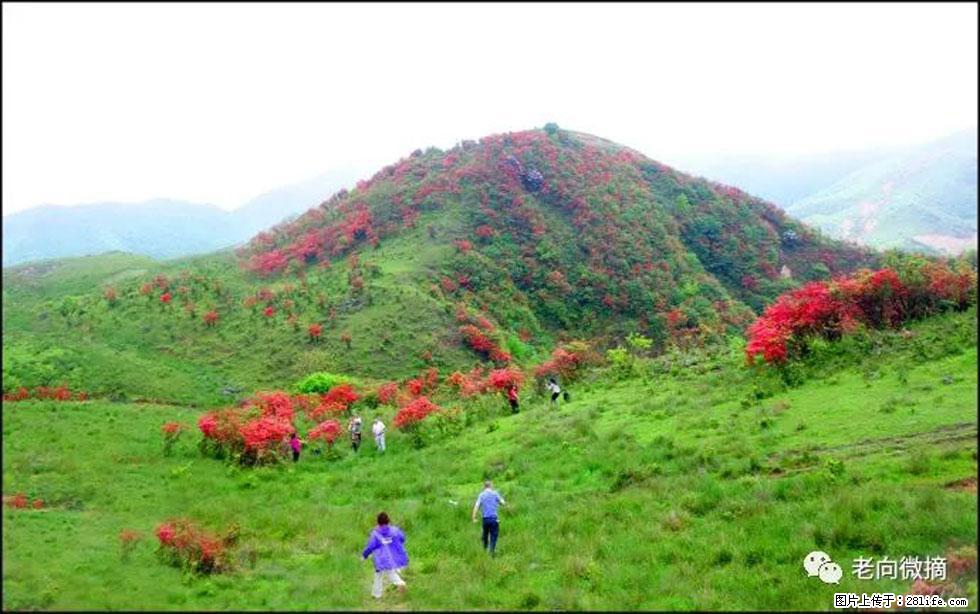 【春天，广西桂林灌阳县向您发出邀请！】宝盖山上映山红 - 游山玩水 - 沈阳生活社区 - 沈阳28生活网 sy.28life.net