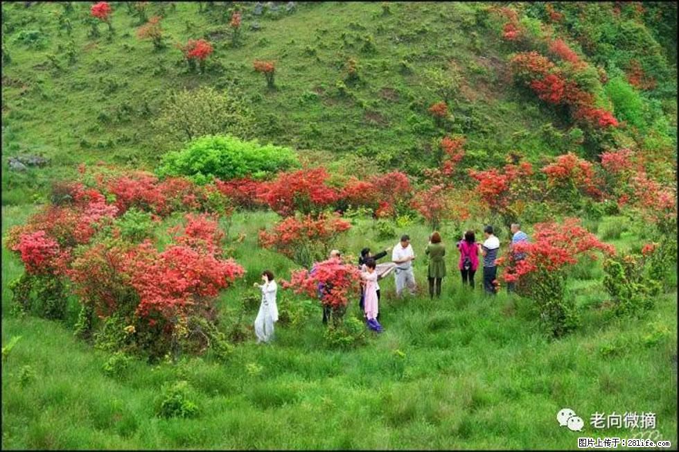 【春天，广西桂林灌阳县向您发出邀请！】宝盖山上映山红 - 游山玩水 - 沈阳生活社区 - 沈阳28生活网 sy.28life.net