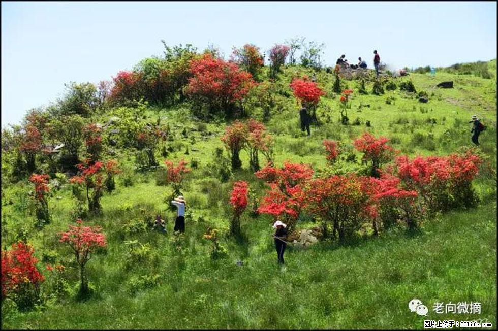 【春天，广西桂林灌阳县向您发出邀请！】宝盖山上映山红 - 游山玩水 - 沈阳生活社区 - 沈阳28生活网 sy.28life.net