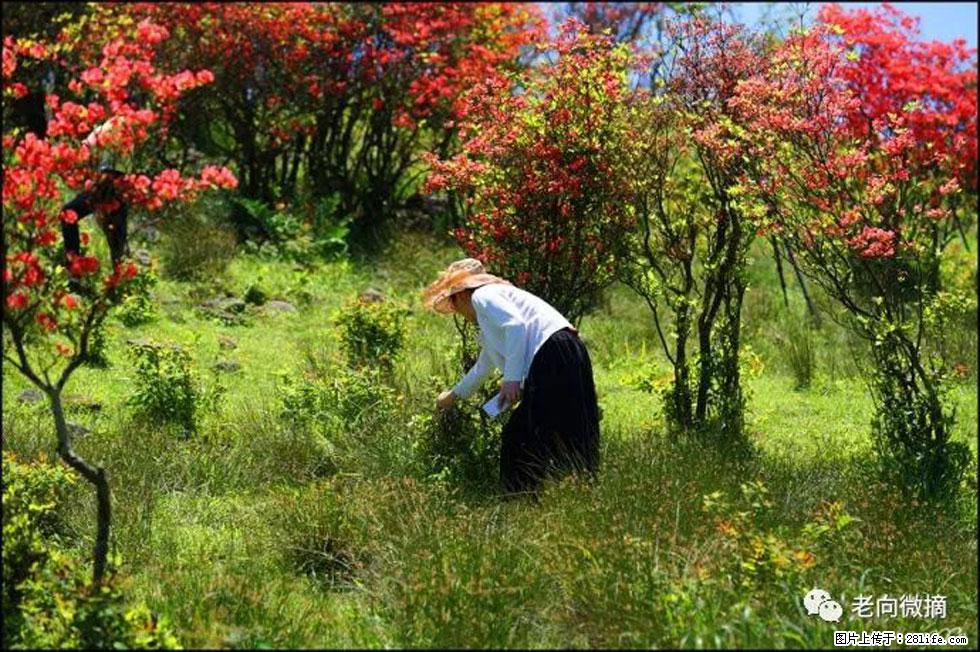 【春天，广西桂林灌阳县向您发出邀请！】宝盖山上映山红 - 游山玩水 - 沈阳生活社区 - 沈阳28生活网 sy.28life.net