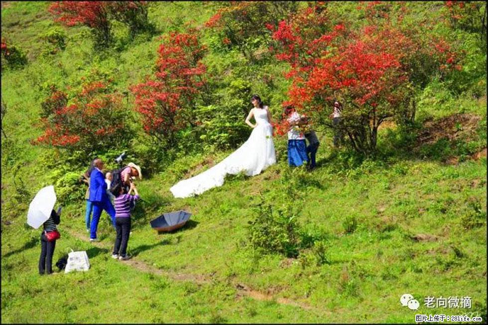 【春天，广西桂林灌阳县向您发出邀请！】宝盖山上映山红 - 游山玩水 - 沈阳生活社区 - 沈阳28生活网 sy.28life.net