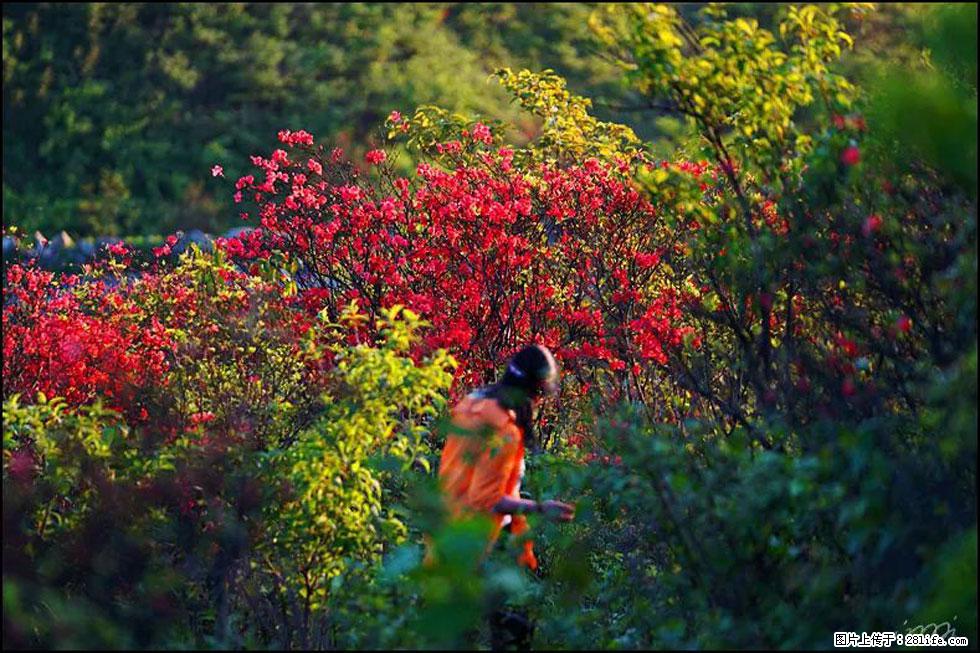 【春天，广西桂林灌阳县向您发出邀请！】春木界上映山红 - 游山玩水 - 沈阳生活社区 - 沈阳28生活网 sy.28life.net