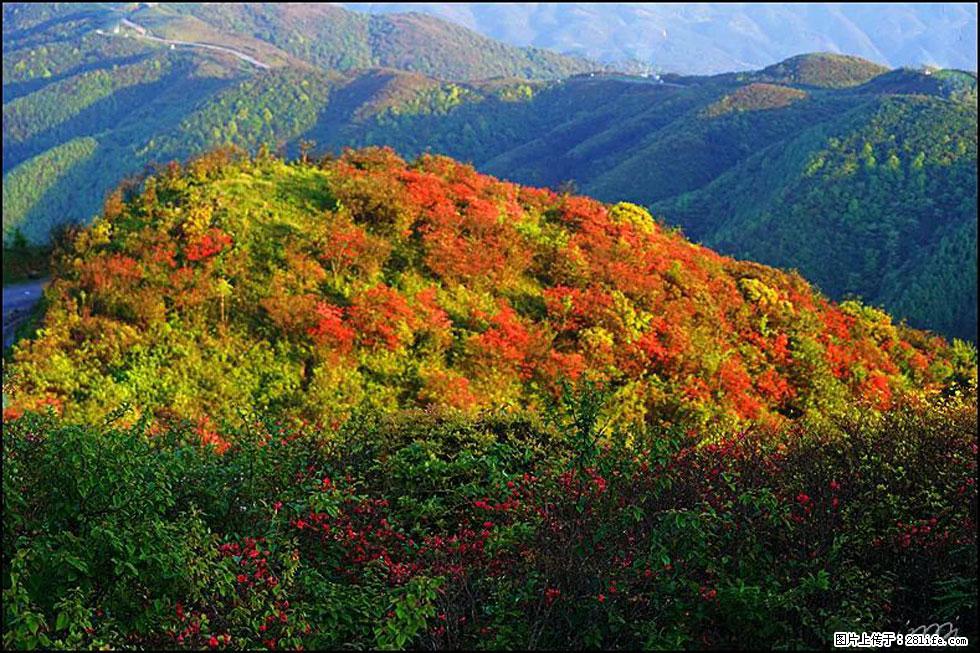 【春天，广西桂林灌阳县向您发出邀请！】春木界上映山红 - 游山玩水 - 沈阳生活社区 - 沈阳28生活网 sy.28life.net