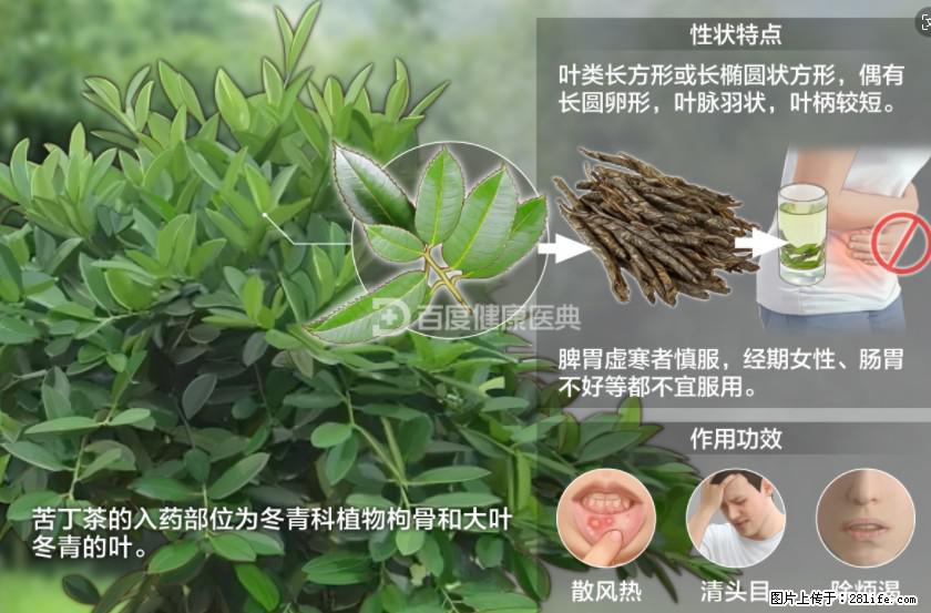 苦丁茶有哪些功效和作用 - 生活百科 - 沈阳生活社区 - 沈阳28生活网 sy.28life.net