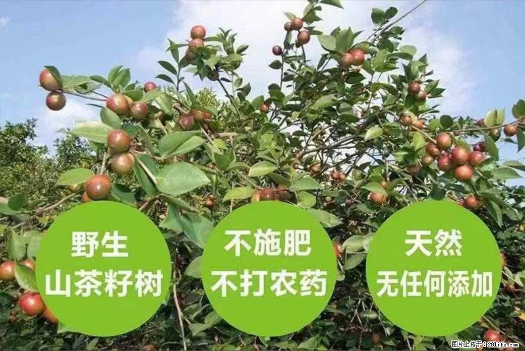 【灌阳县油茶产业示范区】一个有着充实的精神生活的人，对待身外之物自会有一种淡泊的态度 - 美食天地 - 沈阳生活社区 - 沈阳28生活网 sy.28life.net