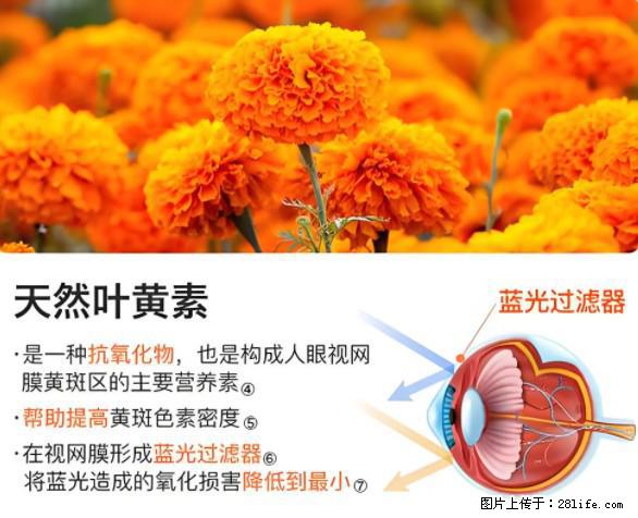 叶黄素有什么功效和作用 - 生活百科 - 沈阳生活社区 - 沈阳28生活网 sy.28life.net