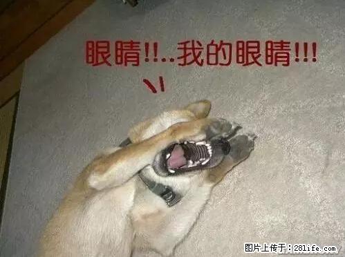 笑癫了！一女的怀孕三年未生，他终于忍不住了... - 娱乐八卦 - 沈阳生活社区 - 沈阳28生活网 sy.28life.net