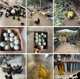 油茶园从小鸡仔开始养起的纯土鸡、土鸡蛋可以预定啦！还有前几天刚榨的纯山茶油哦 - 沈阳28生活网 sy.28life.net