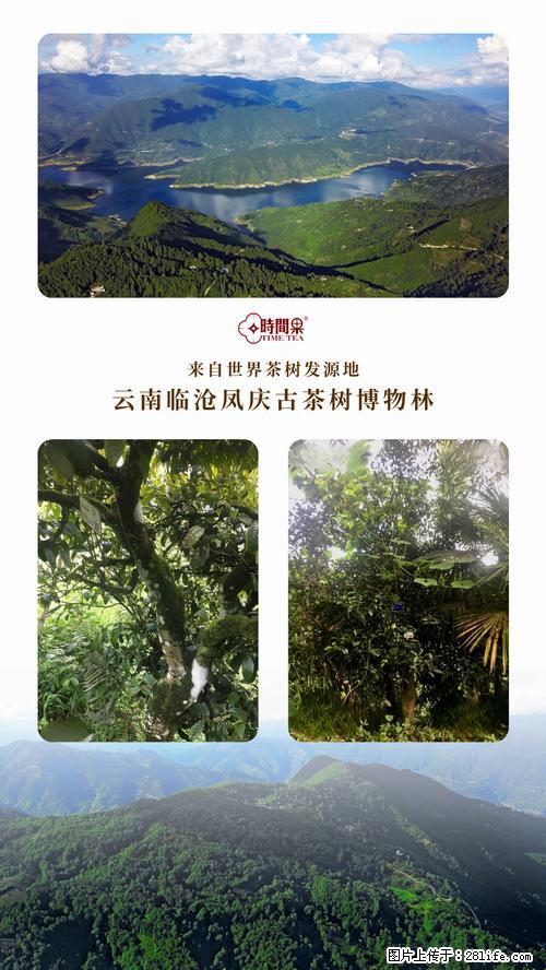时间果百年古树2025年春红茶 - 购物交流 - 沈阳生活社区 - 沈阳28生活网 sy.28life.net