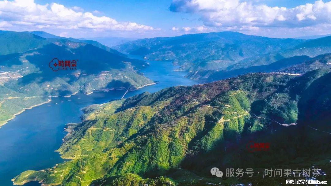 时间果百年古树龙珠普洱生茶 - 购物交流 - 沈阳生活社区 - 沈阳28生活网 sy.28life.net