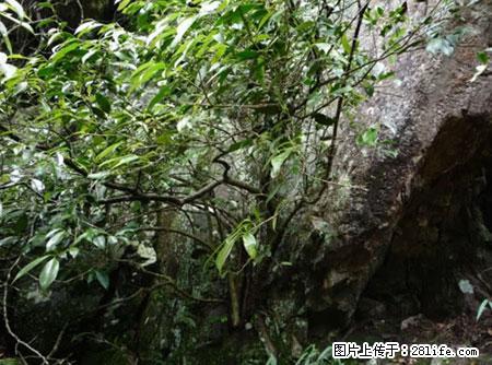 平乐石崖茶，珍贵仅次于金花茶 - 沈阳生活资讯 - 沈阳28生活网 sy.28life.net