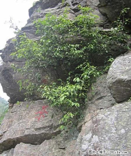 平乐石崖茶，珍贵仅次于金花茶 - 沈阳生活资讯 - 沈阳28生活网 sy.28life.net