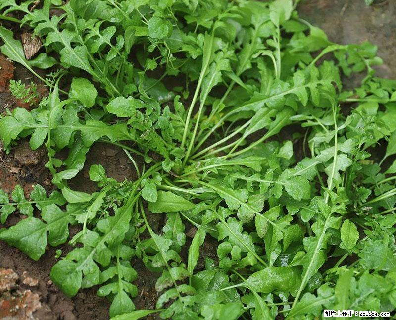 这些蔬菜是“天然钙片”，这6种被医生重点推荐 - 沈阳生活资讯 - 沈阳28生活网 sy.28life.net