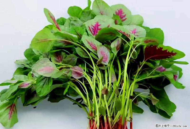 这些蔬菜是“天然钙片”，这6种被医生重点推荐 - 沈阳生活资讯 - 沈阳28生活网 sy.28life.net