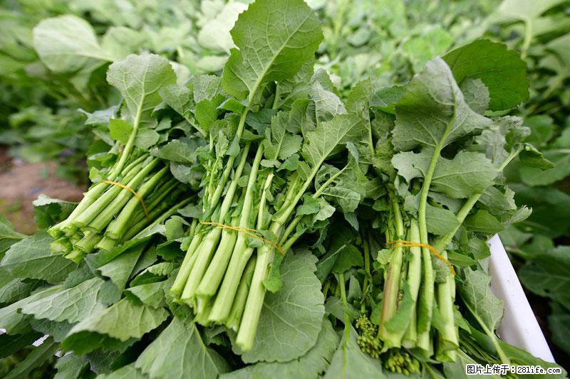 这些蔬菜是“天然钙片”，这6种被医生重点推荐 - 沈阳生活资讯 - 沈阳28生活网 sy.28life.net